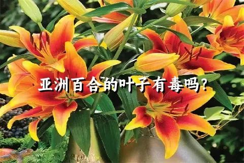 亚洲百合的叶子有毒吗？