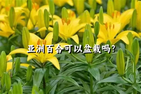 亚洲百合可以盆栽吗？