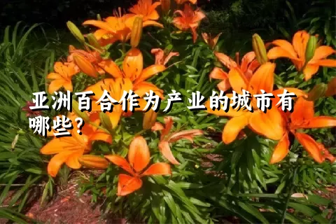 亚洲百合作为产业的城市有哪些？