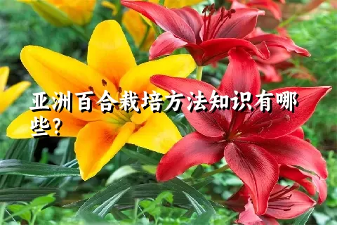 亚洲百合栽培方法知识有哪些？