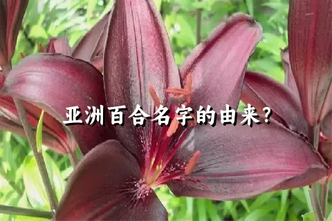 亚洲百合名字的由来？