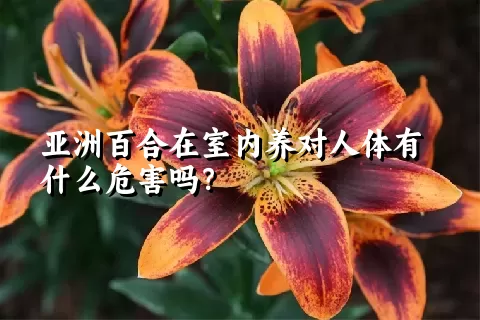 亚洲百合在室内养对人体有什么危害吗？