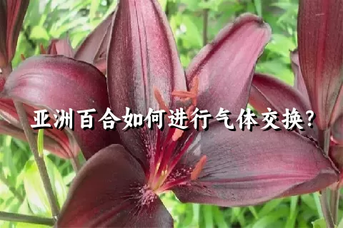 亚洲百合如何进行气体交换？
