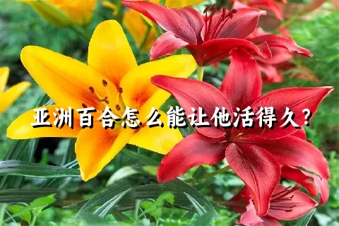 亚洲百合怎么能让他活得久？