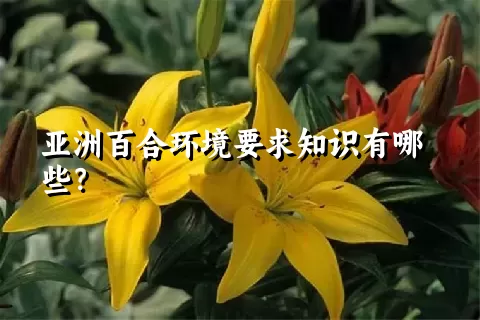 亚洲百合环境要求知识有哪些？