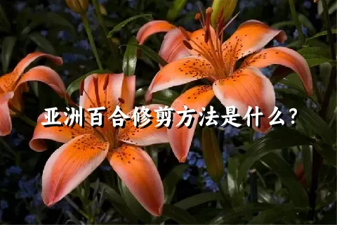 亚洲百合修剪方法是什么？