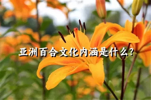 亚洲百合文化内涵是什么？