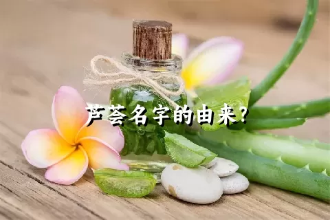 芦荟名字的由来？
