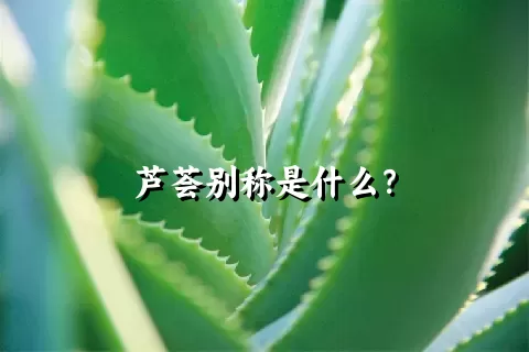 芦荟别称是什么？