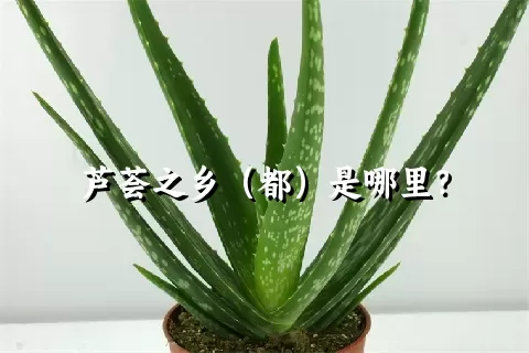 芦荟之乡（都）是哪里？