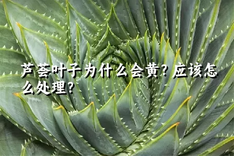 芦荟叶子为什么会黄？应该怎么处理？