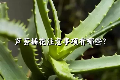 芦荟插花注意事项有哪些？