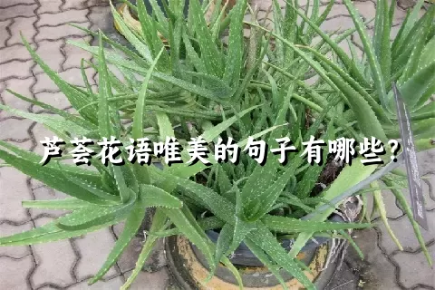 芦荟花语唯美的句子有哪些？