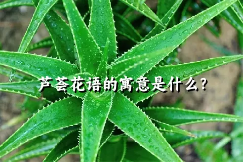 芦荟花语的寓意是什么？