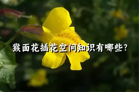猴面花插花空间知识有哪些？