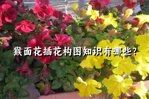 猴面花插花构图知识有哪些？