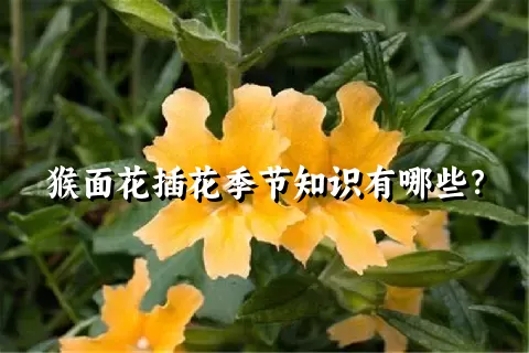 猴面花插花季节知识有哪些？