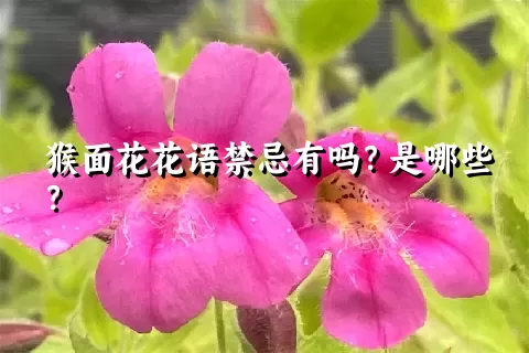 猴面花花语禁忌有吗？是哪些？