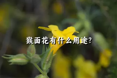 猴面花有什么用途？