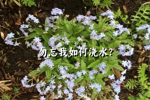 勿忘我如何浇水？