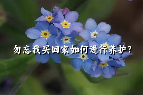 勿忘我买回家如何进行养护？