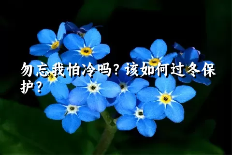 勿忘我怕冷吗？该如何过冬保护？