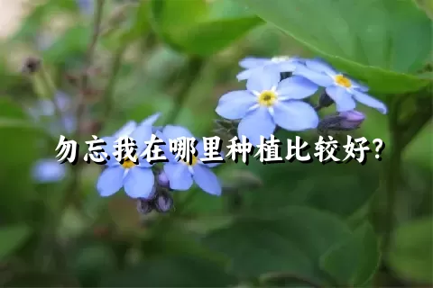 勿忘我在哪里种植比较好？