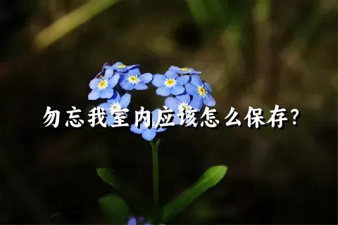 勿忘我室内应该怎么保存？