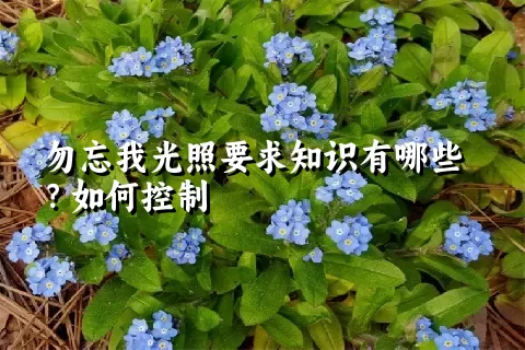 勿忘我光照要求知识有哪些？如何控制