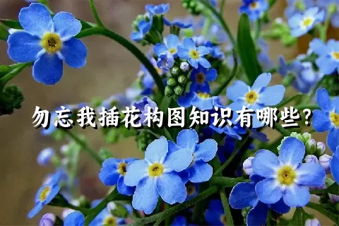 勿忘我插花构图知识有哪些？