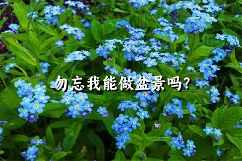 勿忘我能做盆景吗？