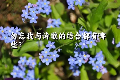 勿忘我与诗歌的结合都有哪些？