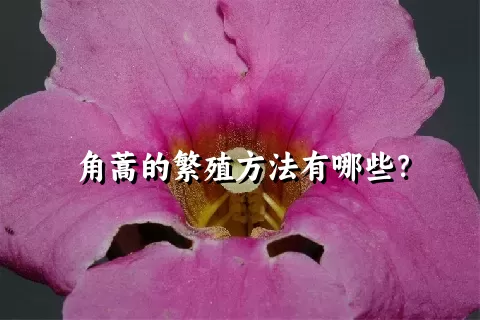 角蒿的繁殖方法有哪些？