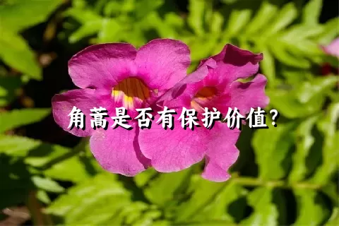 角蒿是否有保护价值？