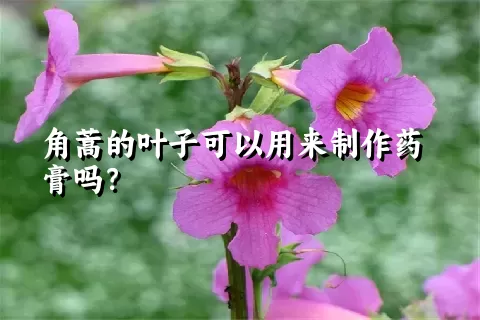 角蒿的叶子可以用来制作药膏吗？