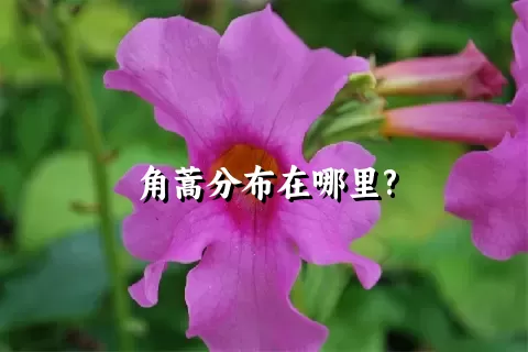 角蒿分布在哪里?