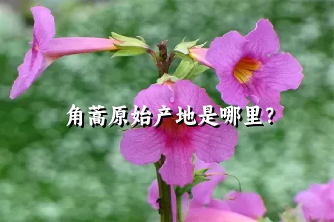 角蒿原始产地是哪里？