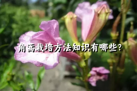 角蒿栽培方法知识有哪些？