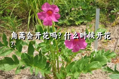 角蒿会开花吗？什么时候开花？