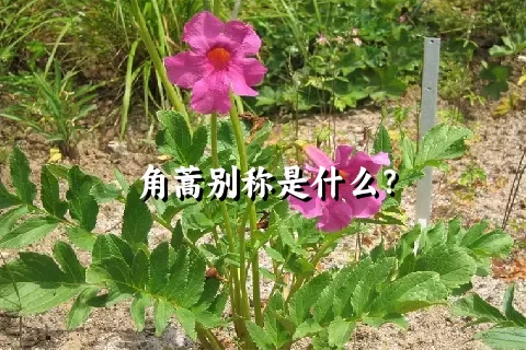 角蒿别称是什么？