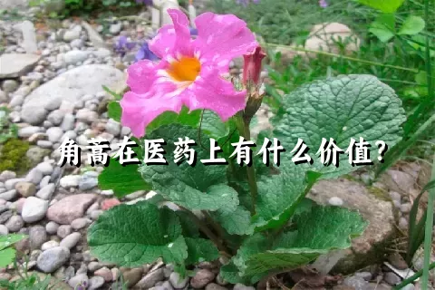 角蒿在医药上有什么价值？