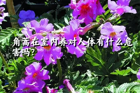 角蒿在室内养对人体有什么危害吗？