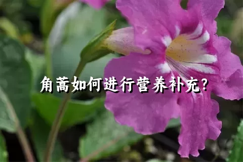 角蒿如何进行营养补充？