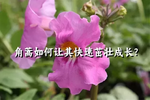 角蒿如何让其快速茁壮成长？