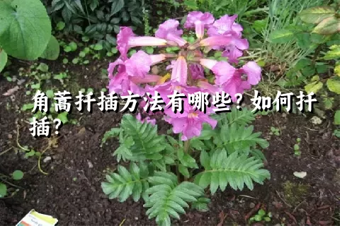 角蒿扦插方法有哪些？如何扦插？