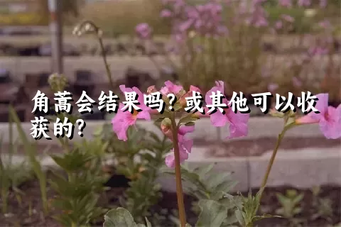 角蒿会结果吗？或其他可以收获的？