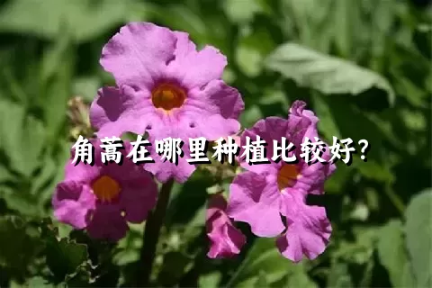角蒿在哪里种植比较好？