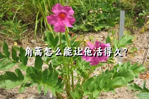角蒿怎么能让他活得久？