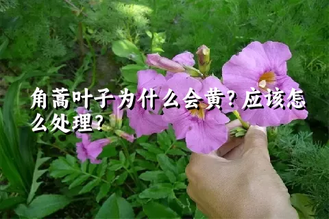 角蒿叶子为什么会黄？应该怎么处理？