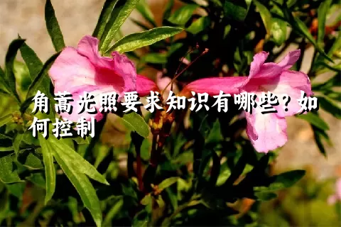角蒿光照要求知识有哪些？如何控制